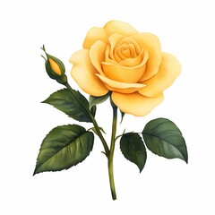 Beautiful yellow rose with green leaves.