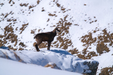 a chamois buck, rupicapra rupicapra, on the snowed in alps, the hohen tauern in the national park...