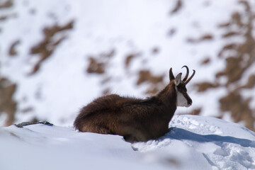 a chamois buck, rupicapra rupicapra, on the snowed in alps, the hohen tauern in the national park austria, ata sunny winter day