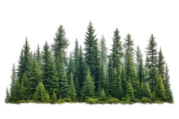 Fototapeta premium a group of trees in the middle of a forest cutout image and isolated on transparent background 