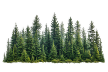 a group of trees in the middle of a forest cutout image and isolated on transparent background 