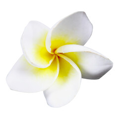 Fragipani or Plumeria flower and leave in transperent background, it is national flower of Laos for...