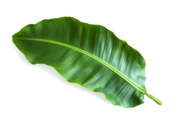 banana leaf isolated on white background cutout image and isolated on transparent background 
