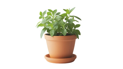 Fototapeta premium Fresh Oregano Herb Plant in Terracotta Pot Gardening Kitchen Herb