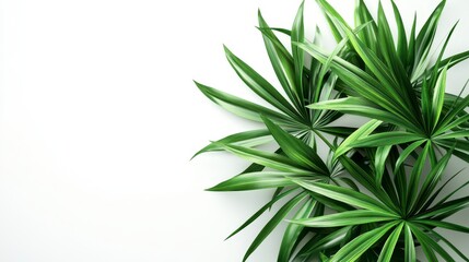 Fototapeta premium Lush Green Indoor Plant