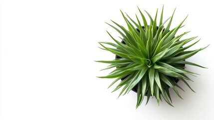 Obraz premium Green Leafy Plant Detail