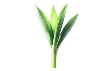 Obraz premium a green plant with a stem on a white background cutout image and isolated on transparent background 