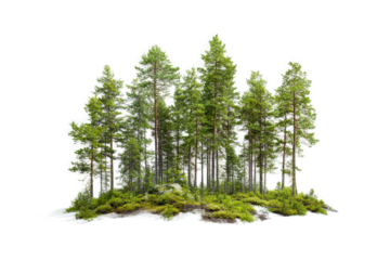 a group of trees in the snow cutout image and isolated on transparent background 
