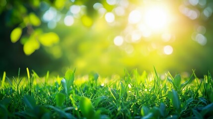 Vibrant Green Grassy Field