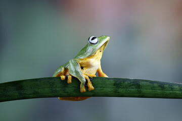 flying tree frog, Javan tree frog on branch, Rhacophorus reinwardtii