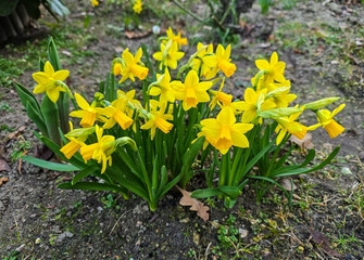 cluster of vibrant yellow daffodils blooms in a garden bed, signaling the arrival of spring. The fresh green leaves contrast with the earthy soil, creating a natural and lively scene