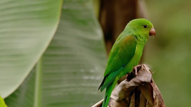  A side view of a green parakeet perched on a branch, surrounded by a leafy green plant, highlighting its colorful plumage.
