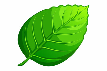 Green Leaf Isolated on White Background with Subtle Texture &ndash; Natural Plant Detail.