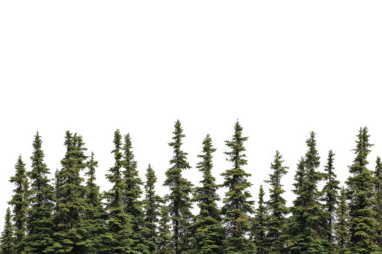 a row of trees with a white sky in the background cutout image and isolated on transparent background 
