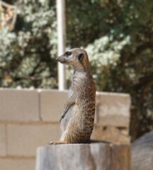 Meerkat on stump on safari, Valencian Community
