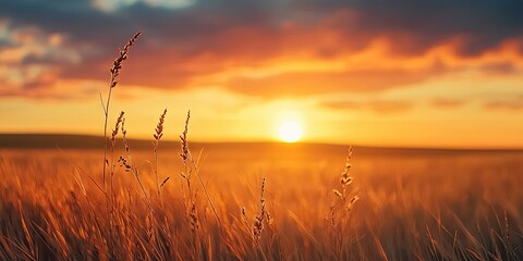 Sunset in the field, meadow in early sunny fresh morning. Agriculture background banner with copy space