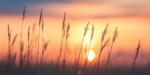 Naklejka premium Sunset in the field, meadow in early sunny fresh morning. Agriculture background banner with copy space