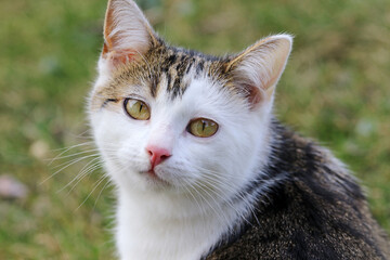 Nahaufnahme von dem Gesicht einer jungen weiß-braunen Katze
