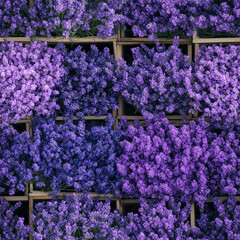 Seamless lavender flower texture pattern with vibrant purple blooms arranged in rustic wooden crates