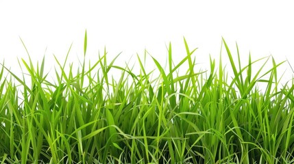 Obraz premium Fields background outdoors grass.