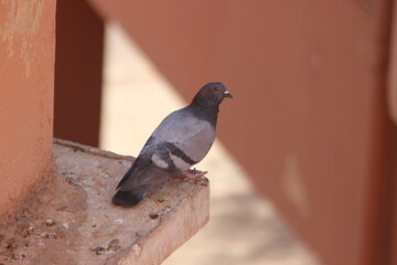 Rock dove perched on a house