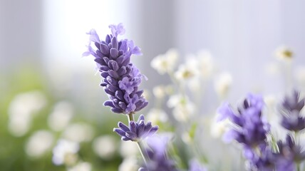 Fototapeta premium Close-Up of a Blooming Lavender Flower