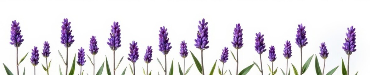 Naklejka premium Vibrant lavender sprigs, individually isolated against a stark white backdrop , purple, rustic, summer