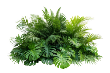 a bunch of tropical plants cutout image and isolated on transparent background 