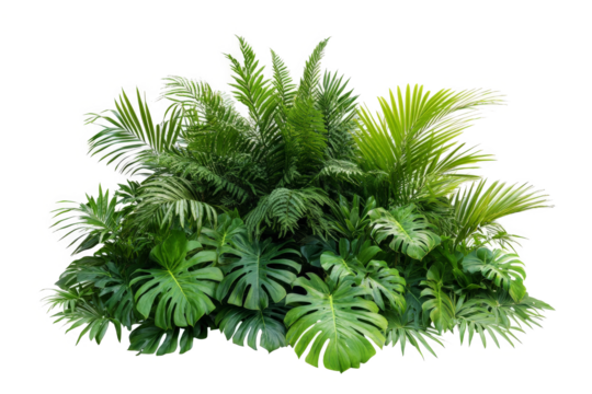 a bunch of tropical plants cutout image and isolated on transparent background 