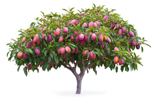 a mango tree with fruits on it cutout image and isolated on transparent background 