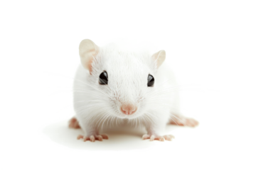 a white mouse on a white background cutout image and isolated on transparent background 