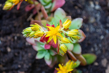 Flor de siempreviva