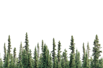 a group of trees in the middle of a forest cutout image and isolated on transparent background 
