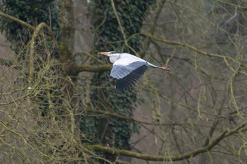 héron cendré dans la réserve de la petite Camargue alsacienne 