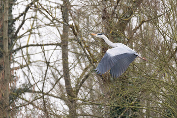 héron cendré dans la réserve de la petite Camargue alsacienne 