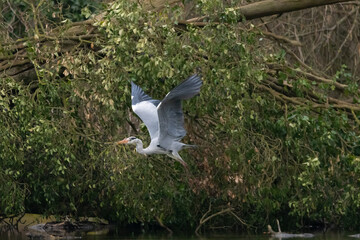 héron cendré dans la réserve de la petite Camargue alsacienne 