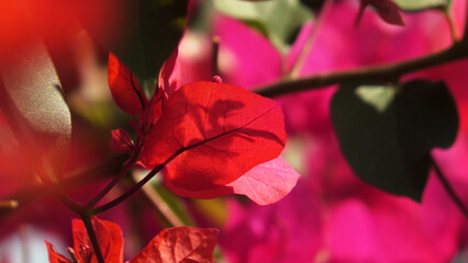 Beautiful bougainvillea flower plant in bloom