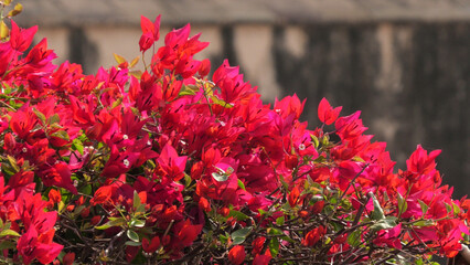 Beautiful bougainvillea flower plant in bloom