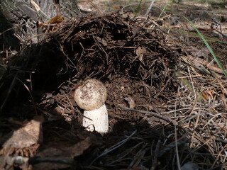 A young Boletus edulis mushroom under a thick layer of pine needles in a pine forest