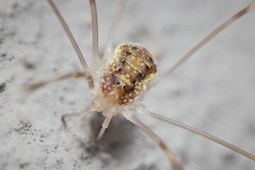 spider Opilio parietinus on the wall in detail

