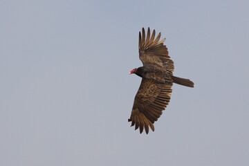 Turkey vulture