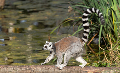 Tierpark