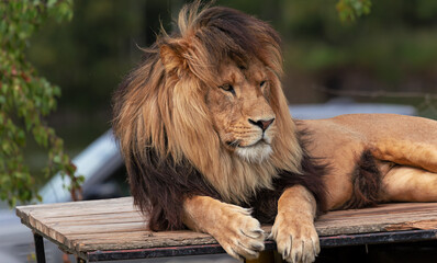 Löwe © Karsten