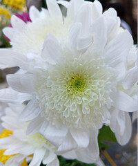 flor blanca muy bonita