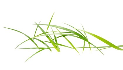 Vibrant green blades of grass isolated on pure white, eco, meadow