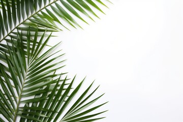 Obraz premium Palm leaf backgrounds outdoors nature.