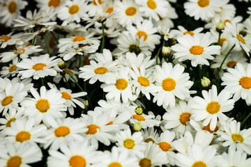 Fototapeta premium white daisies background