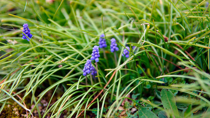 Muscari on a green lawn with a sun glare. Beautiful spring background. Workpiece for work