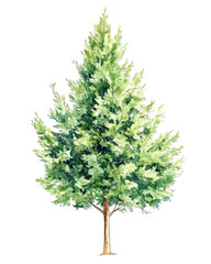 Fototapeta premium Watercolor Illustration of an Arborvitae Tree – Hand-Painted Evergreen Art - Isolated on Transparent or White Background for Landscape and Architecture Drawing