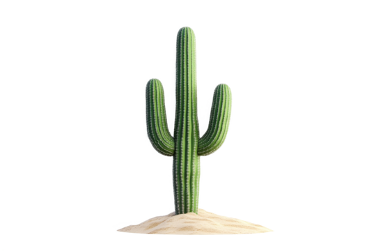 a green cactus plant on a white background cutout image and isolated on transparent background 